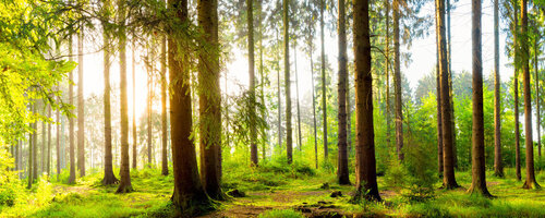 Idyllischer Wald bei Sonnenaufgang